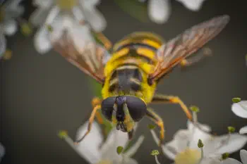 Yellow-haired Sun Fly