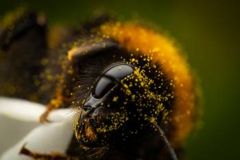 Garden Bumble Bee