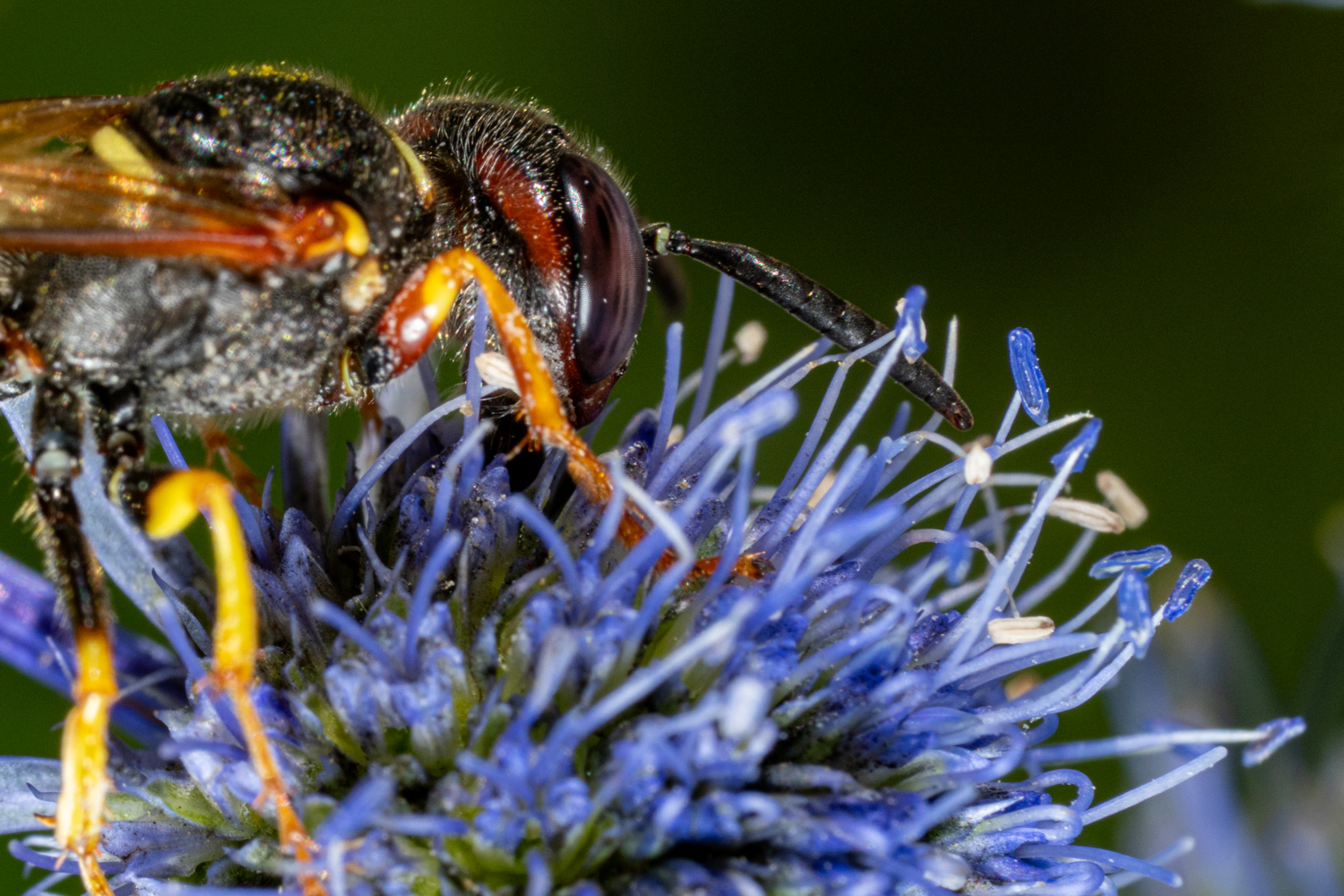 European beewolf