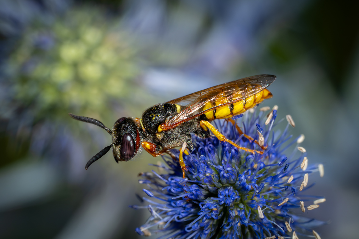 European beewolf