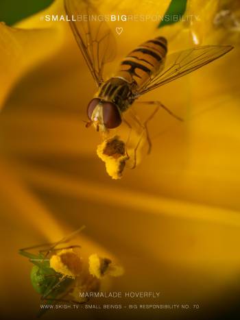 Marmalade hoverfly