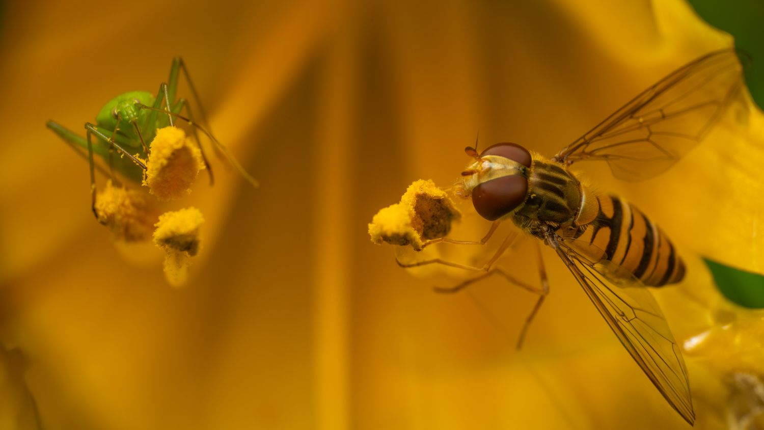 Marmalade hoverfly