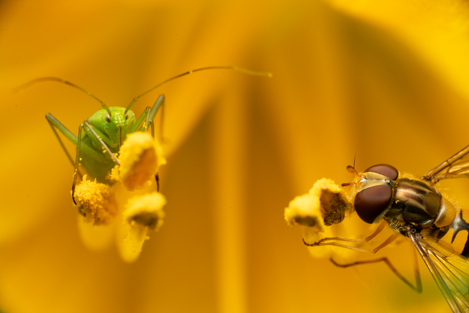 Marmalade hoverfly