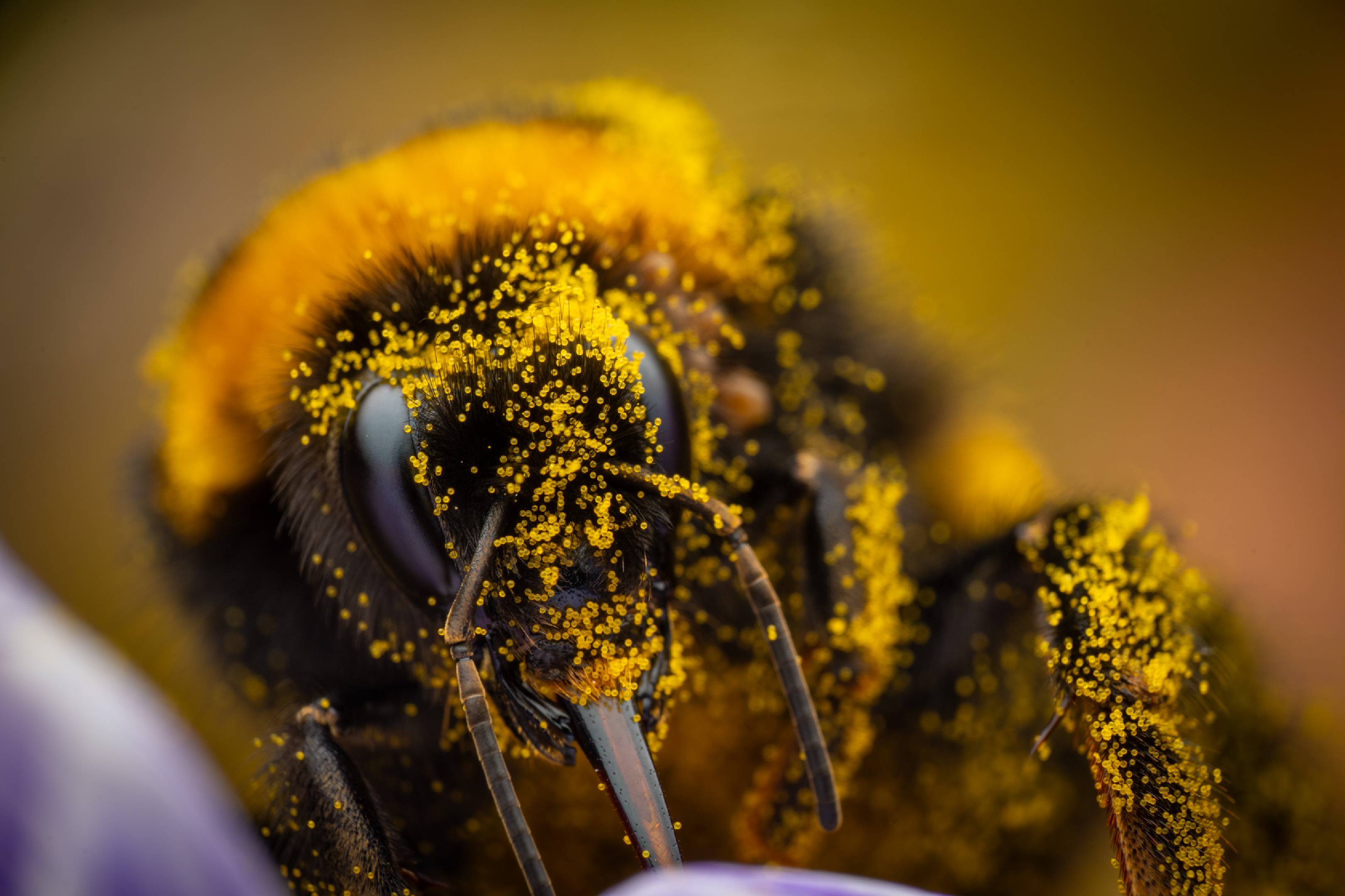 Garden Bumble Bee | Garden Bumble Bee