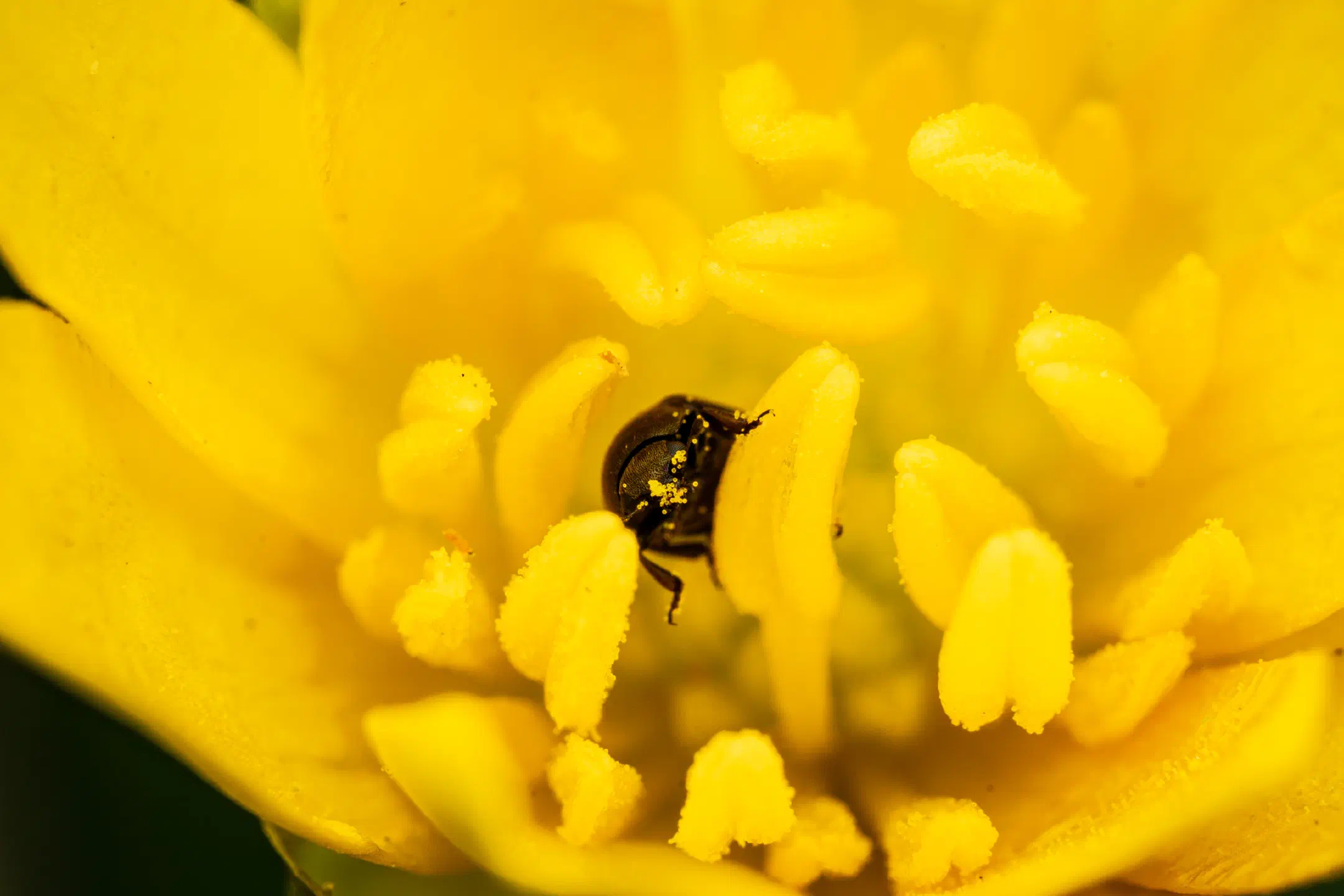 Common Pollen Beetle