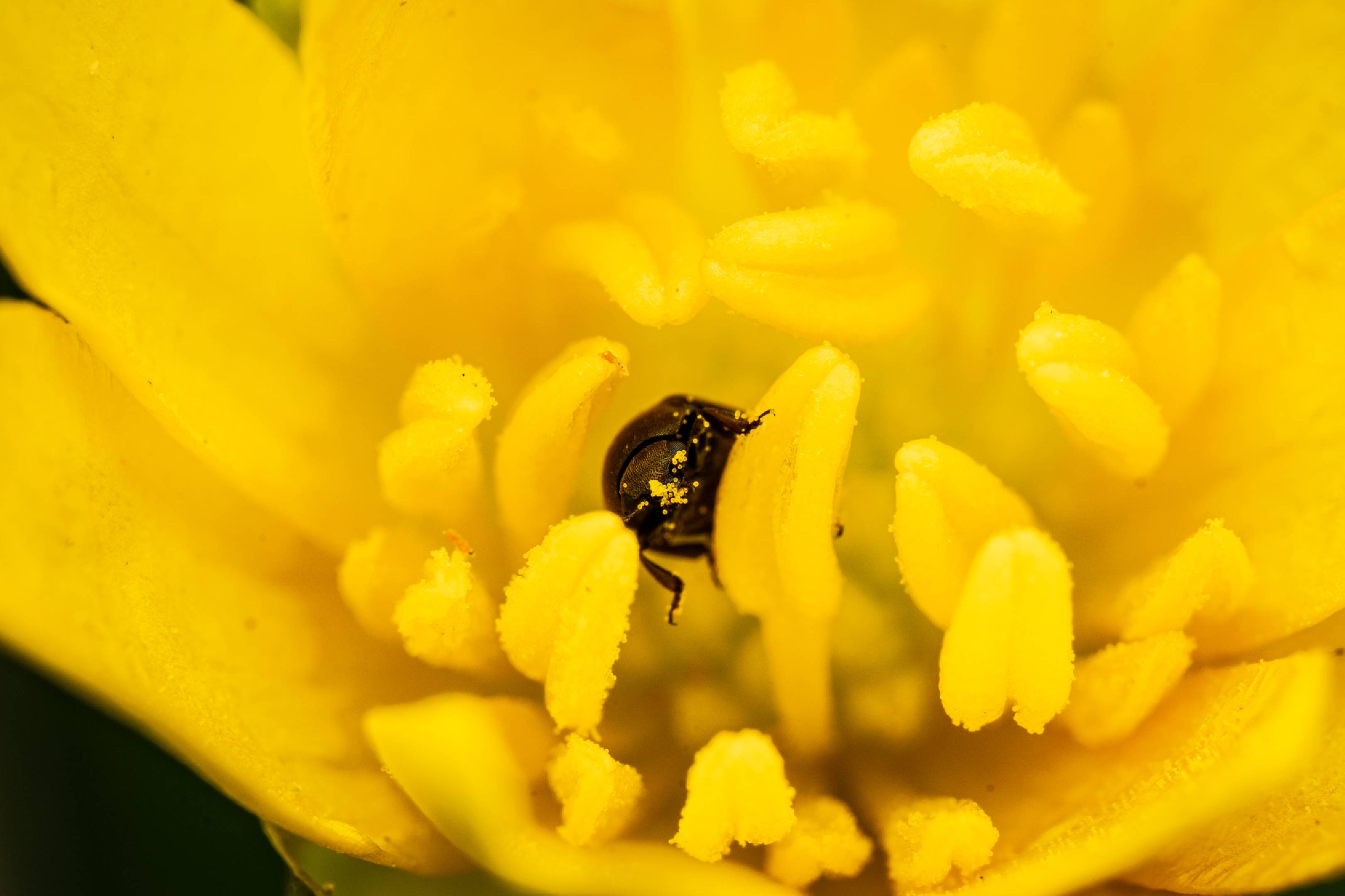 Common Pollen Beetle