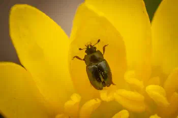 Common Pollen Beetle