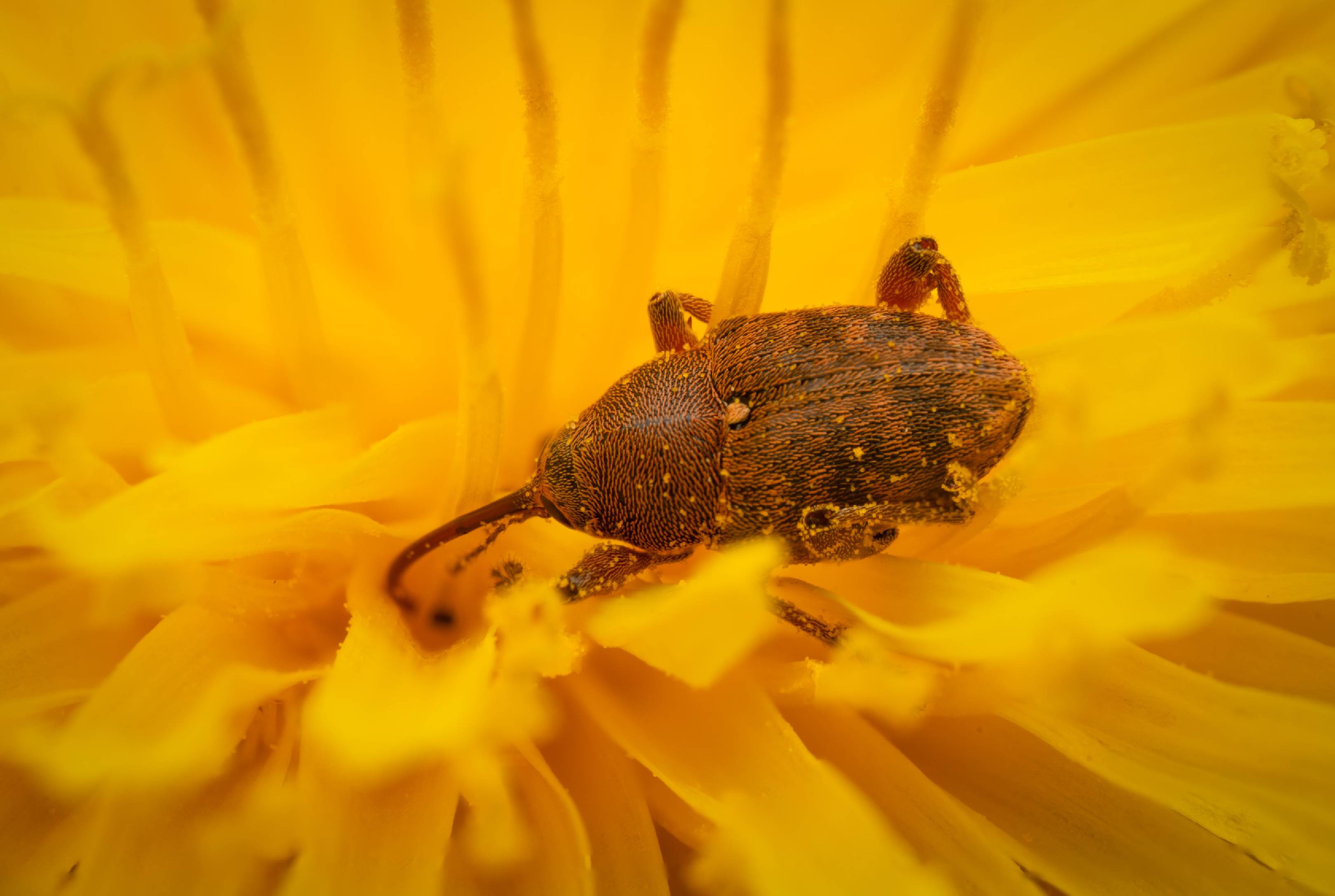 acorn weevil