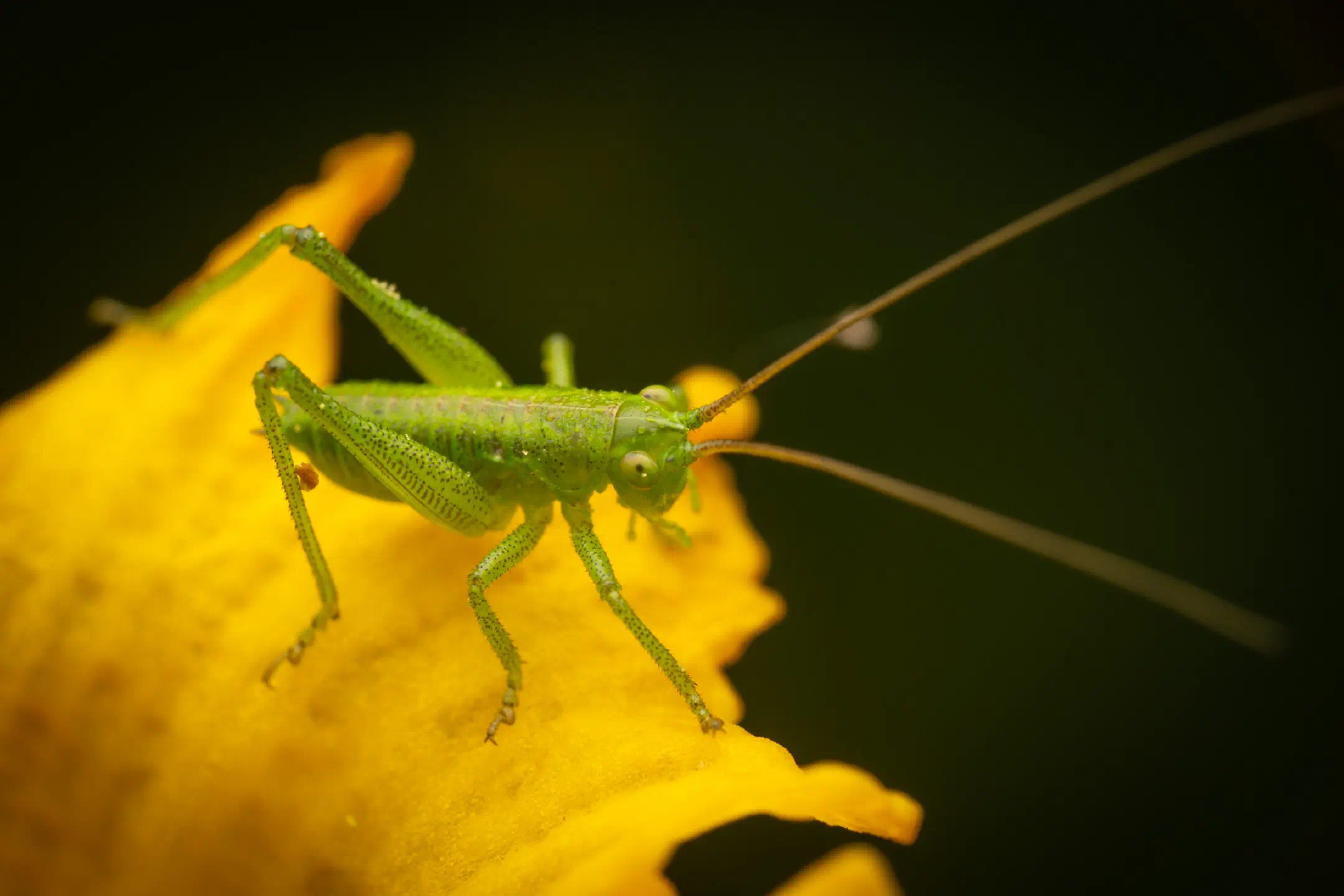 Tettigonia