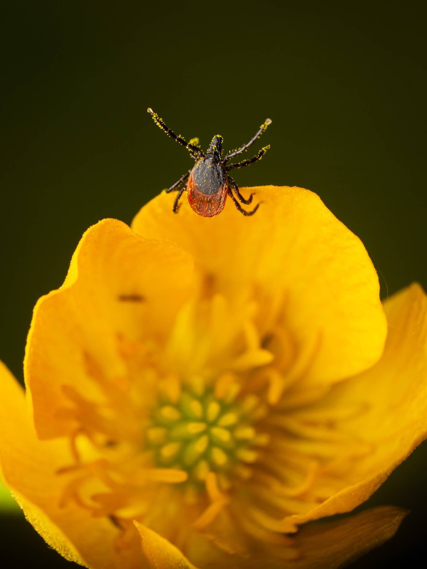 Castor Bean Tick