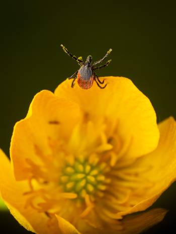 Castor Bean Tick | Castor Bean Tick