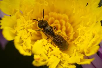 Lasioglossum | Lasioglossum