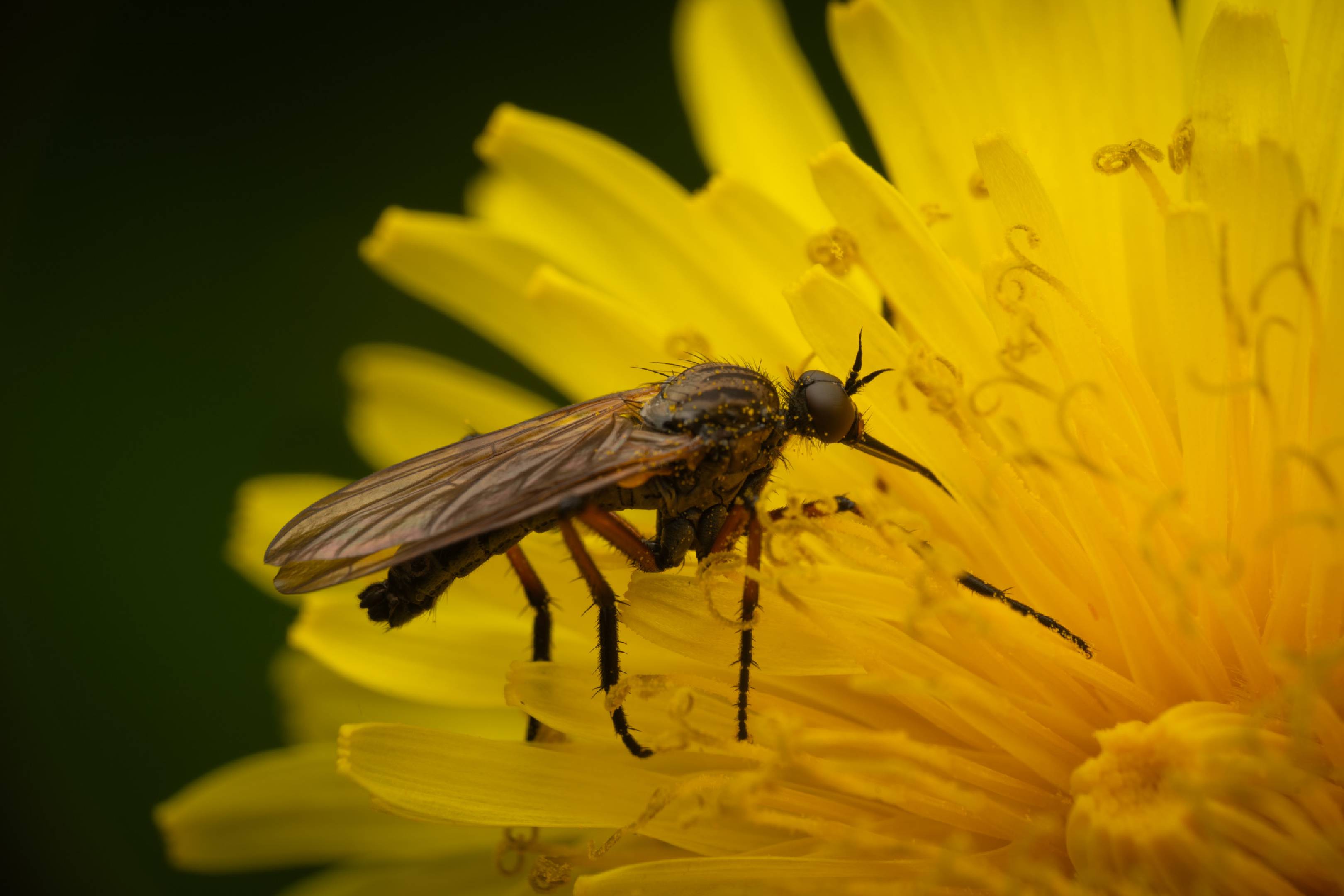Dance Flies