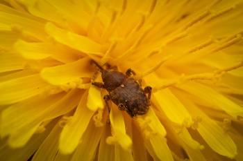 acorn weevil | acorn weevil