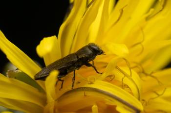 Anthaxia morio