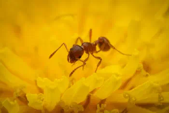 Myrmicine Ants