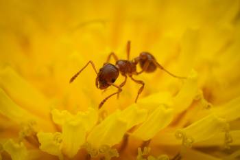 Myrmicine Ants
