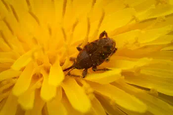 acorn weevil