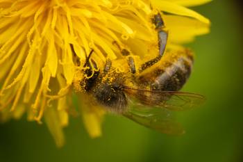 Western Honey Bee