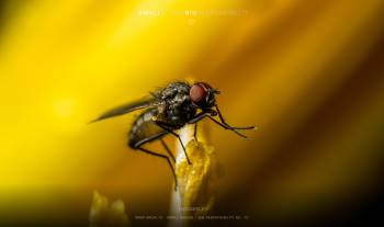 Housefly