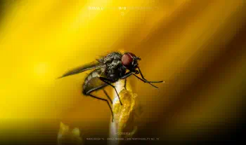 Housefly