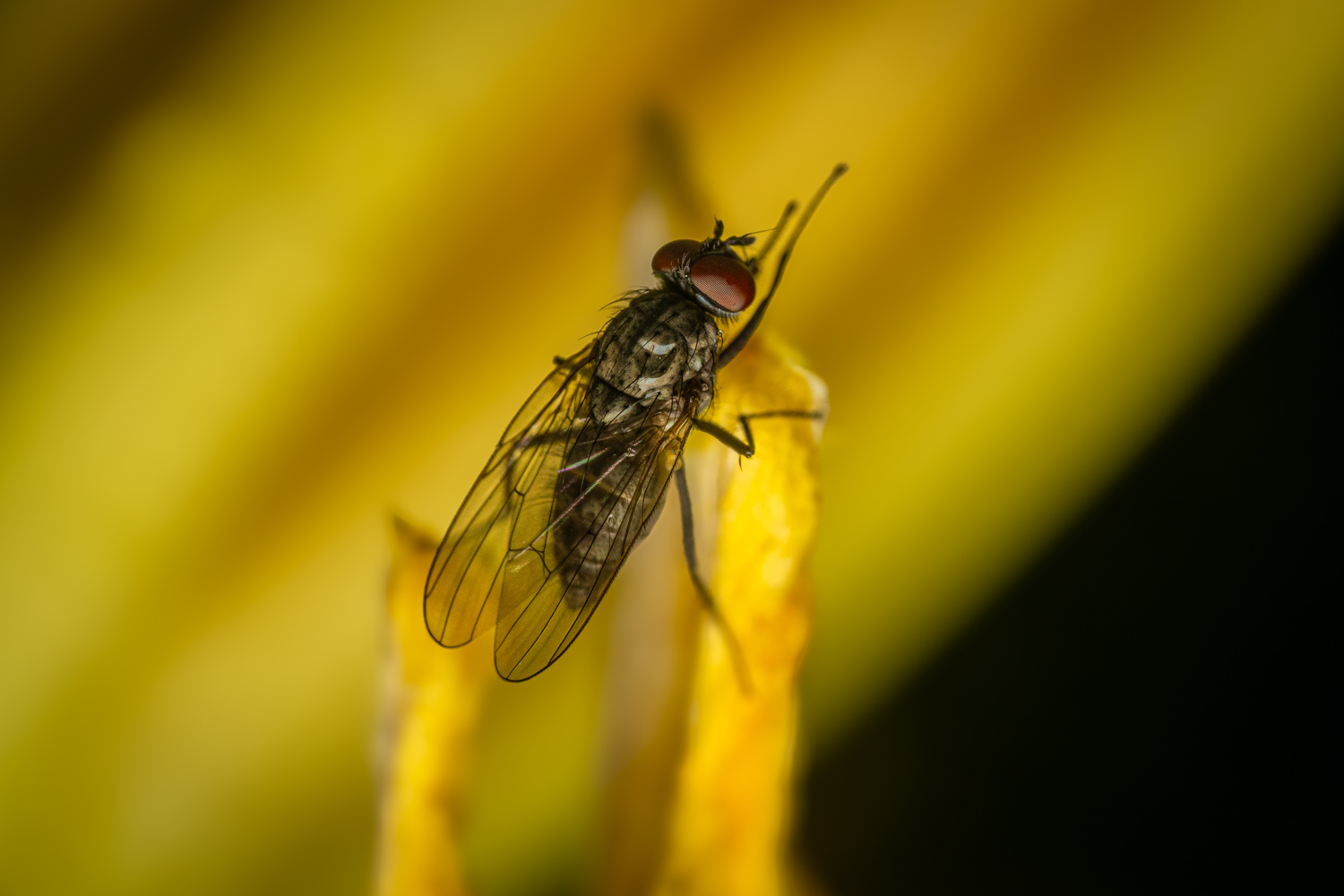 Housefly