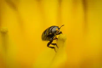 Common Pollen Beetle
