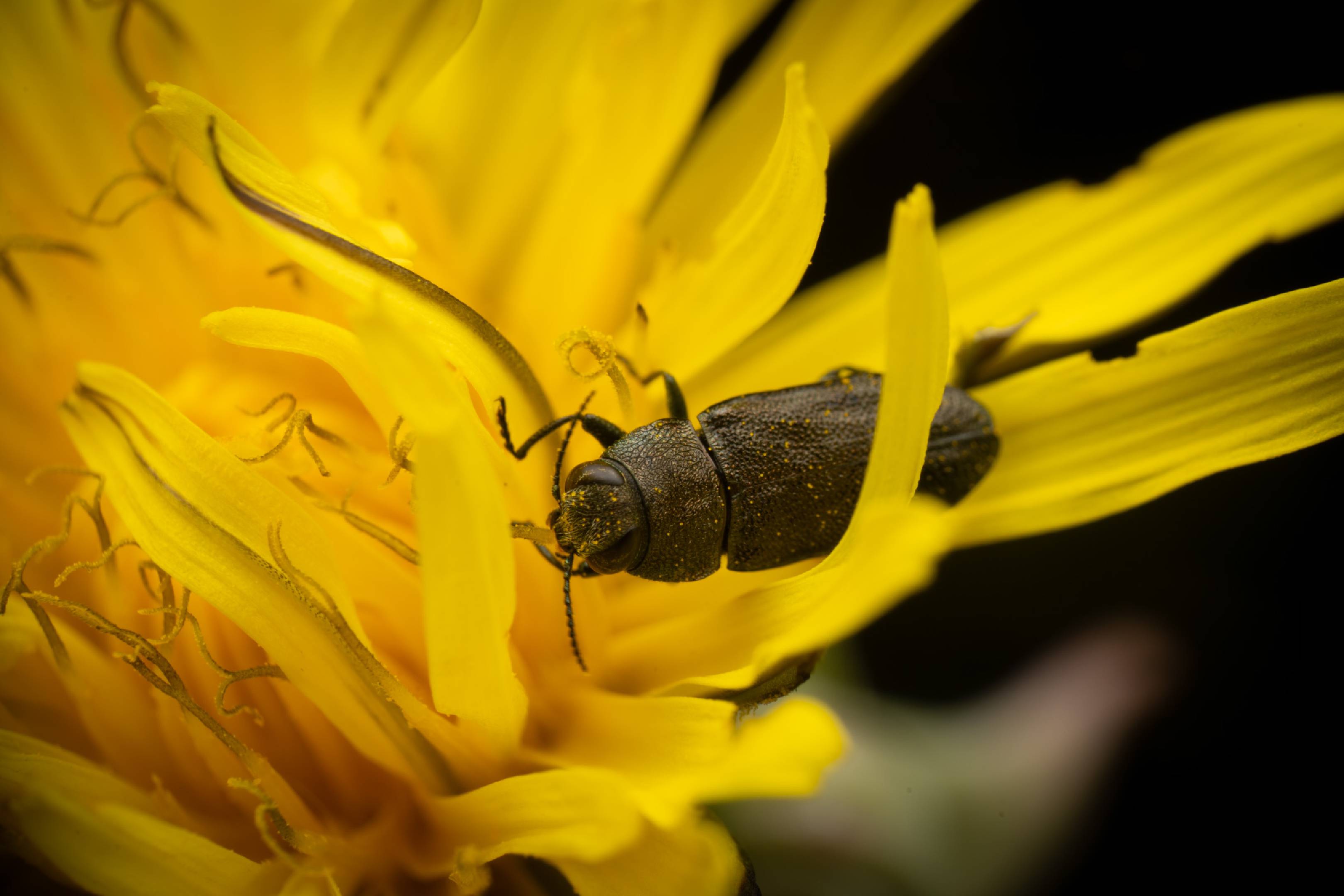 Anthaxia morio