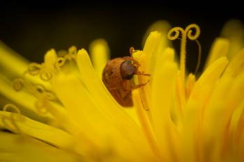 Byturus ochraceus | Byturus ochraceus