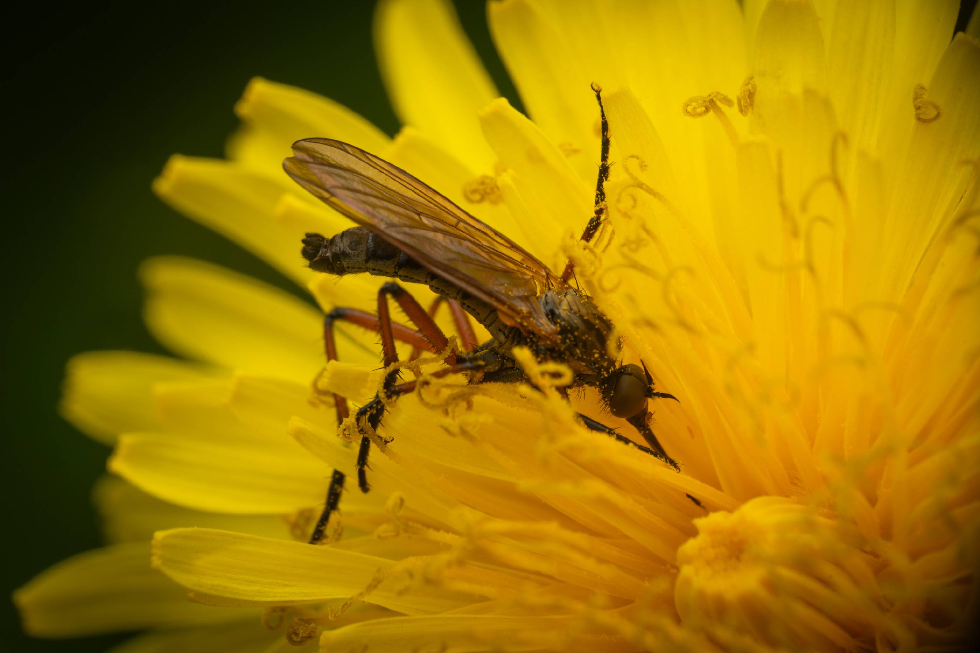 Dance Flies | Dance Flies