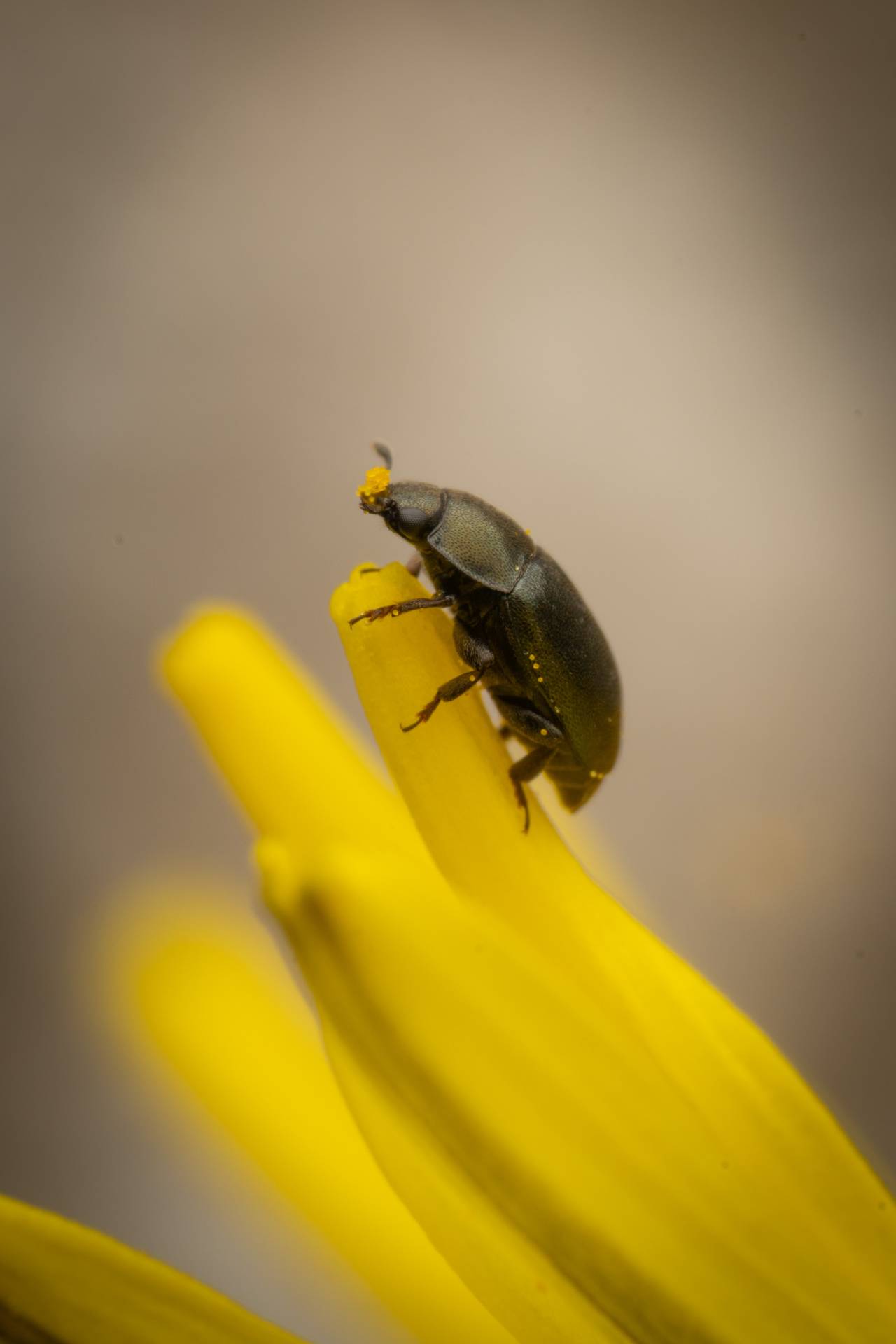 Common Pollen Beetle