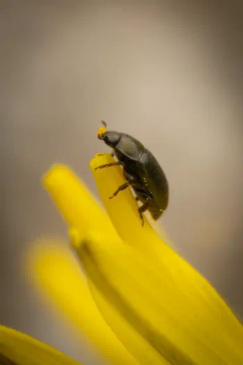 Common Pollen Beetle