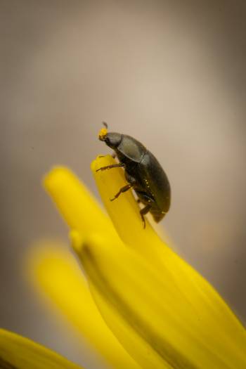 Common Pollen Beetle | Common Pollen Beetle