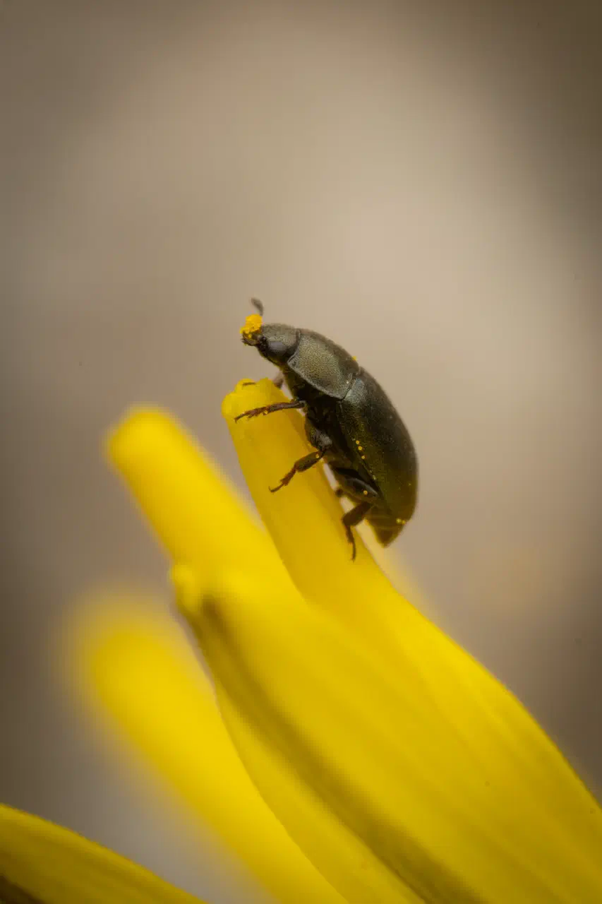 Common Pollen Beetle