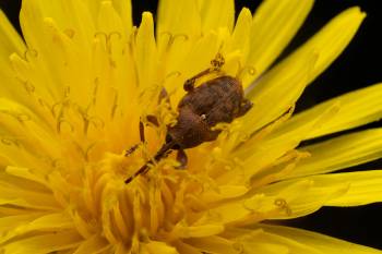 acorn weevil | acorn weevil