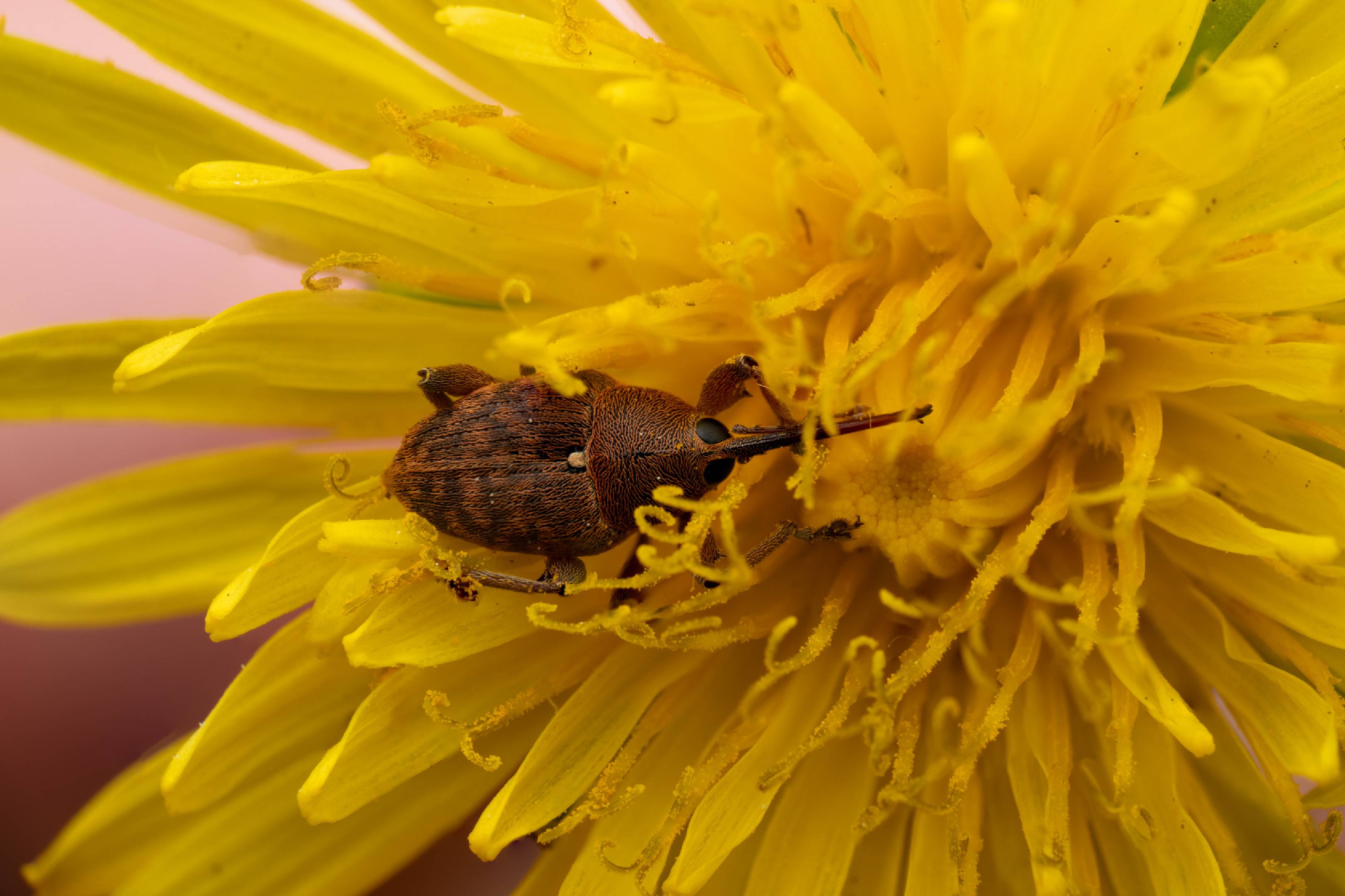 acorn weevil