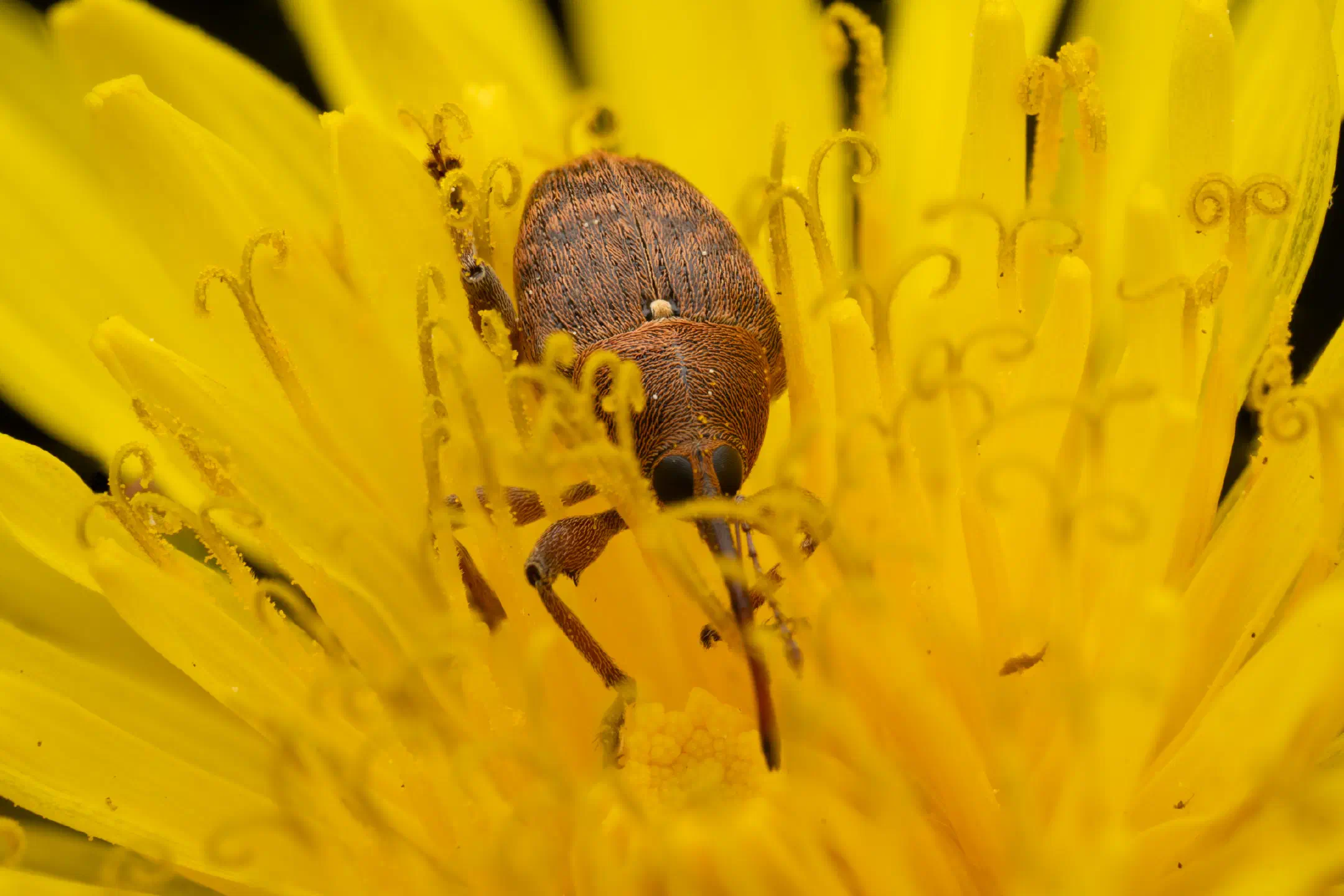acorn weevil