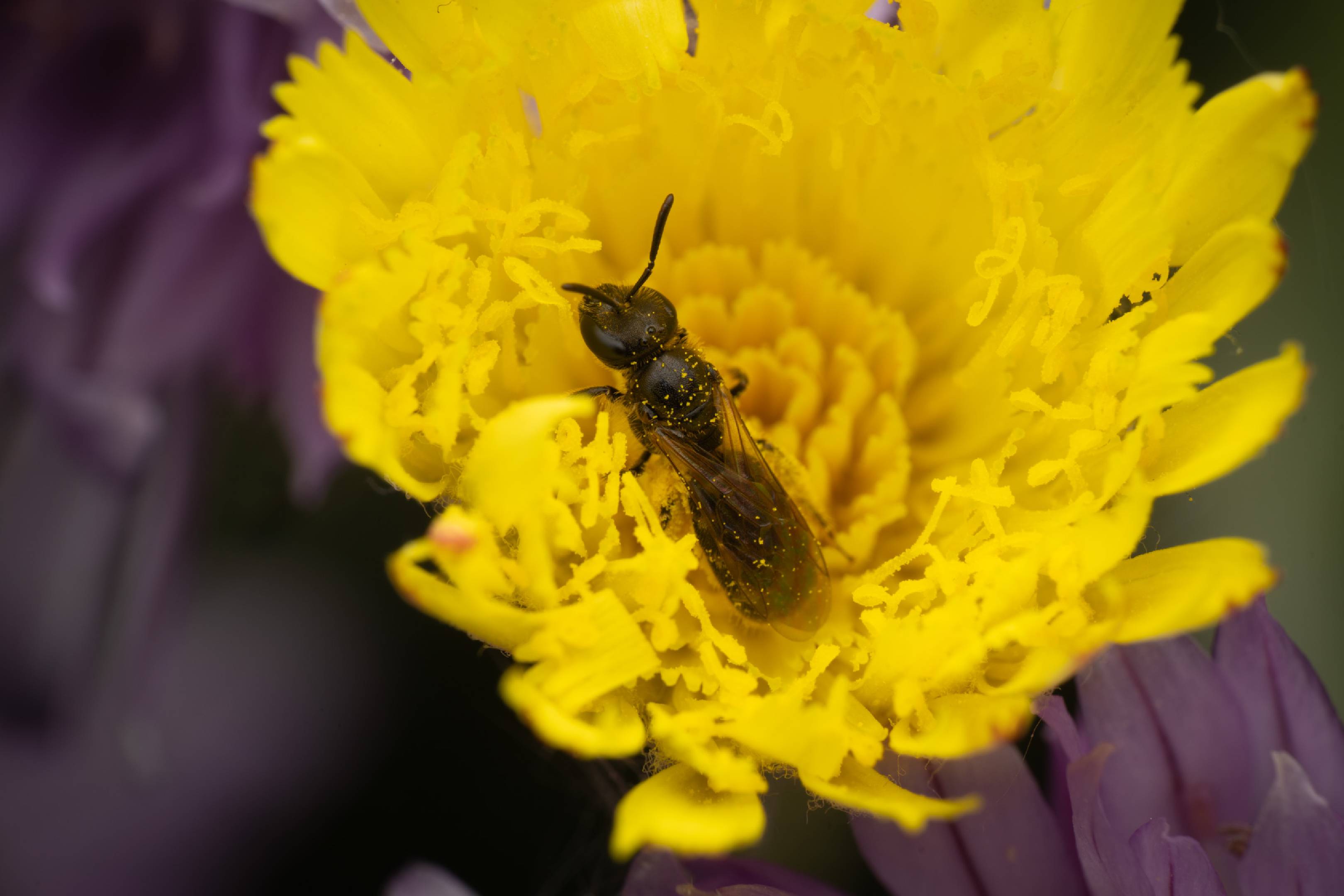 Lasioglossum