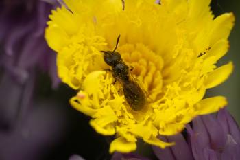 Lasioglossum | Lasioglossum