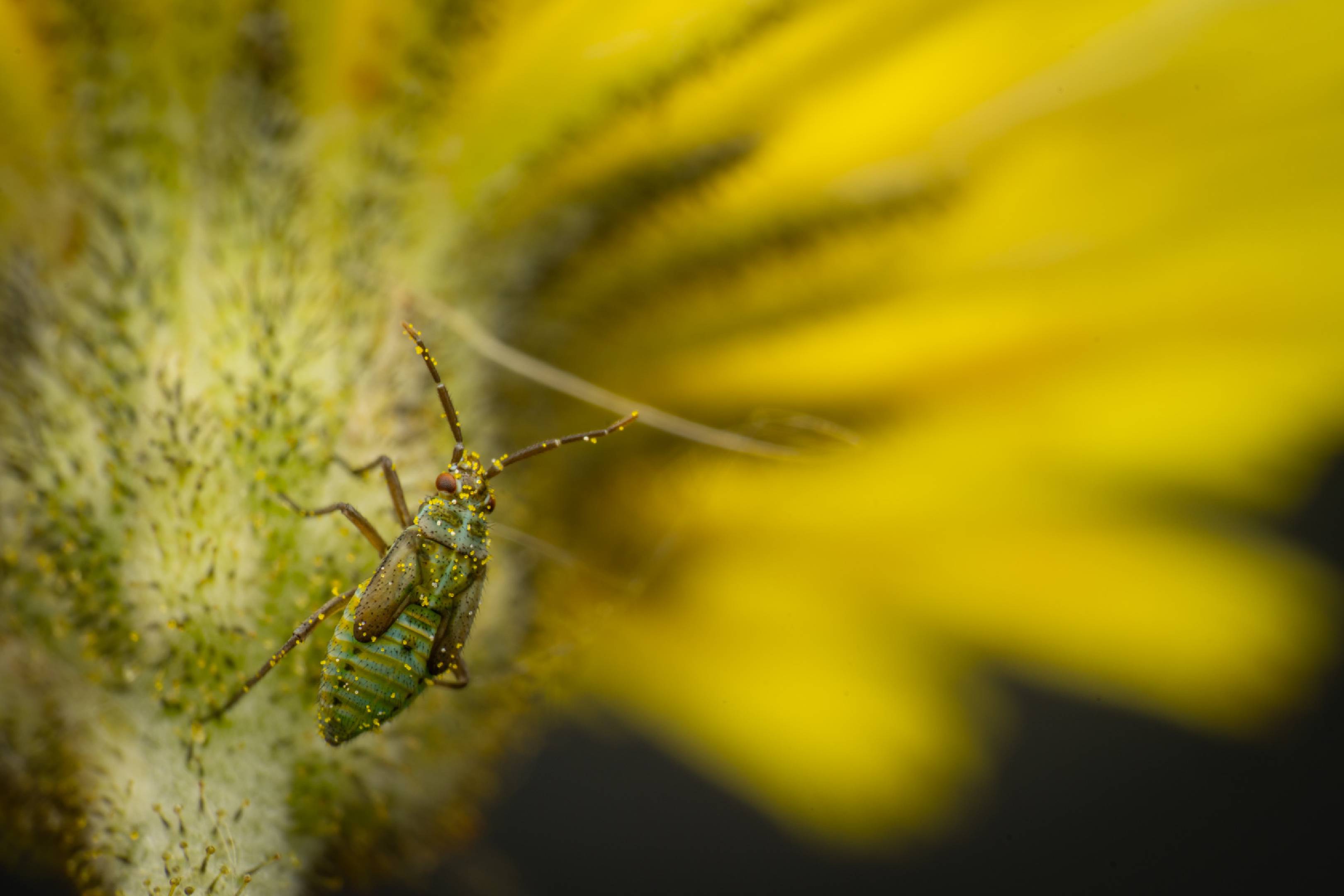 Hoplomachus thunbergii