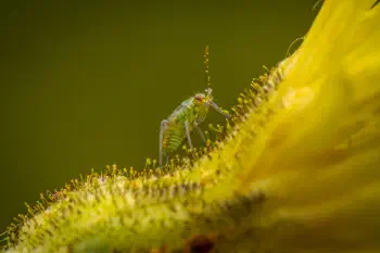 Hoplomachus thunbergii