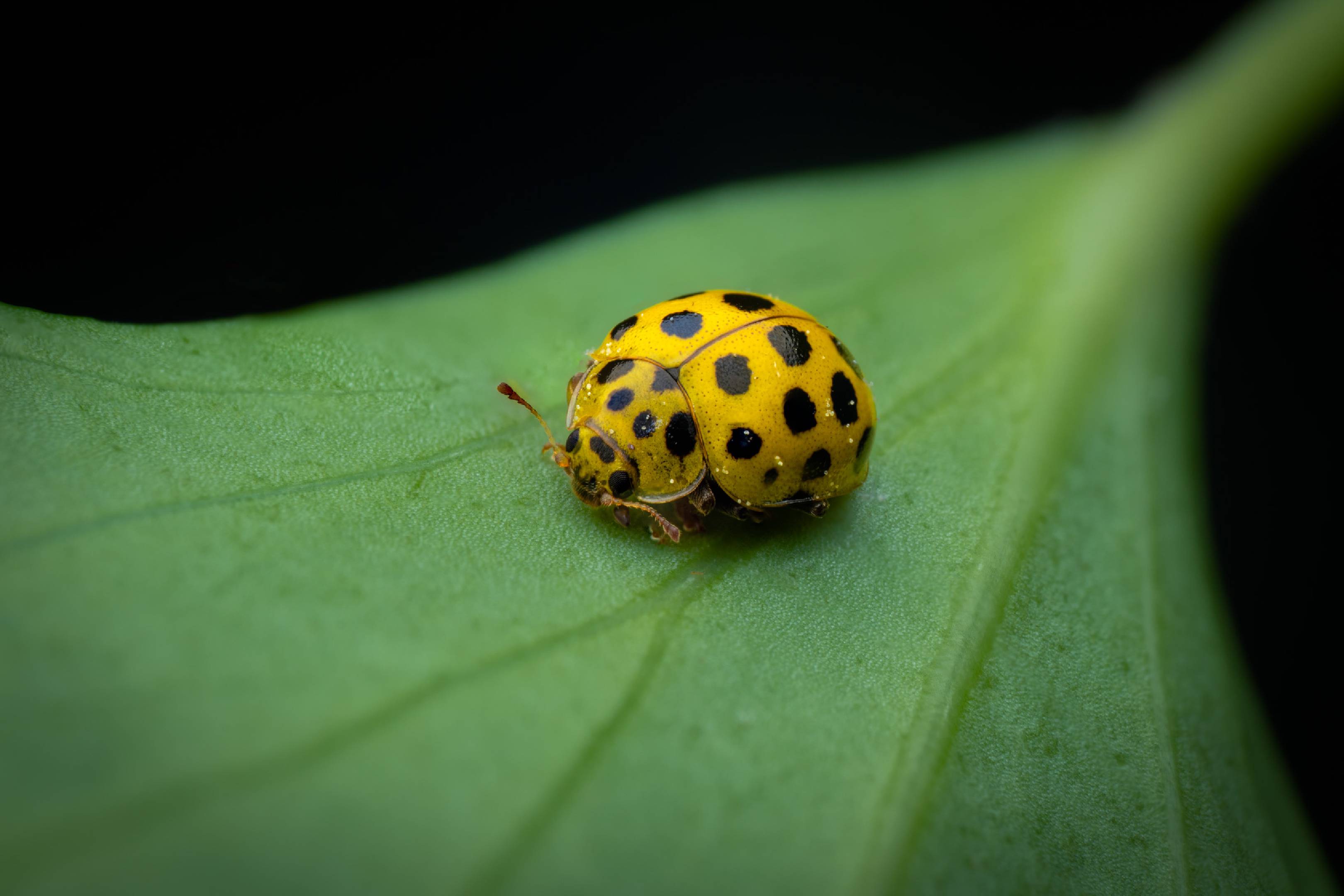22-spot Ladybird