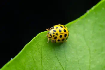 22-spot Ladybird