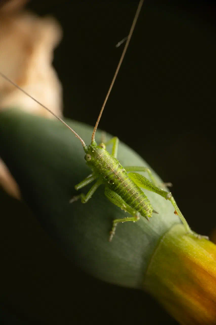 Tettigonia