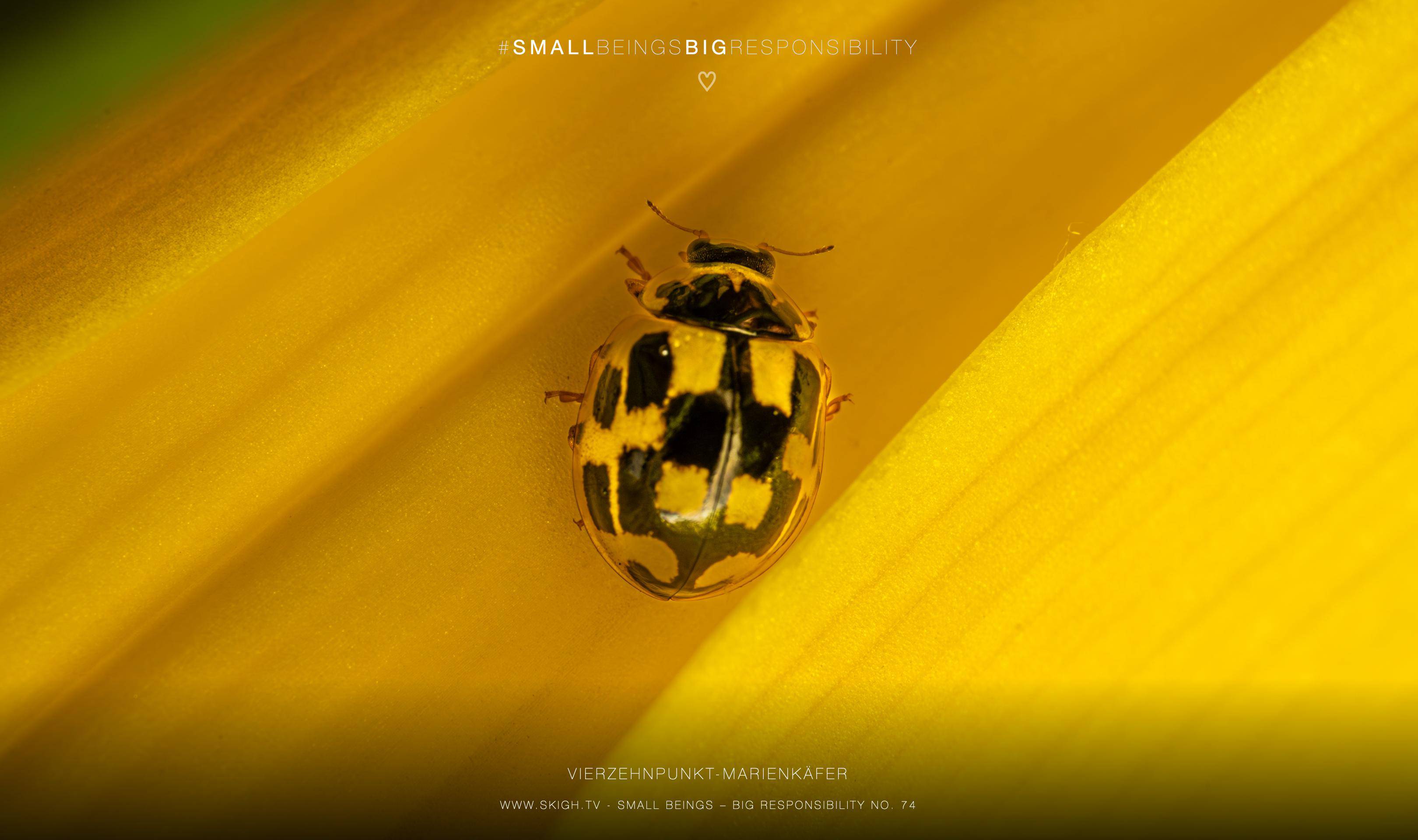 Vierzehnpunkt-Marienkäfer | 1/200s * f16 * ISO 400 * 90mm - FE 90mm F2.8 Macro G OSS - Sony α7R V Vierzehnpunkt-Marienkäfer