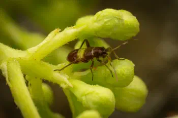 Closterotomus biclavatus