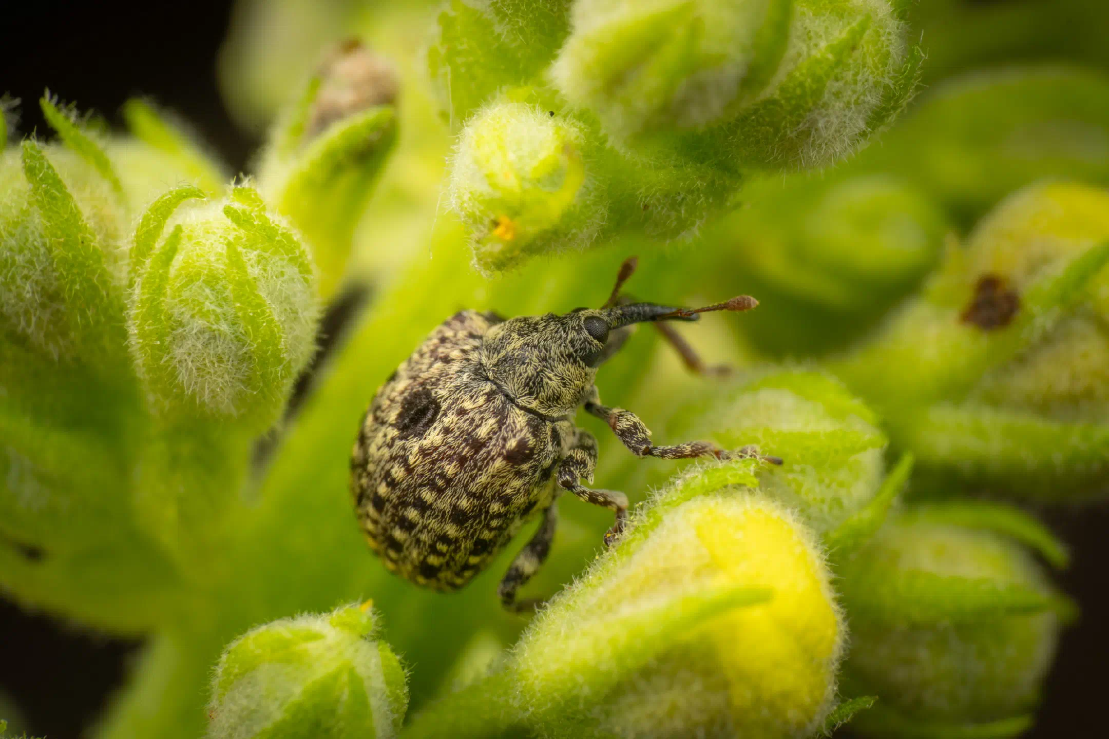 garden figwort weevil