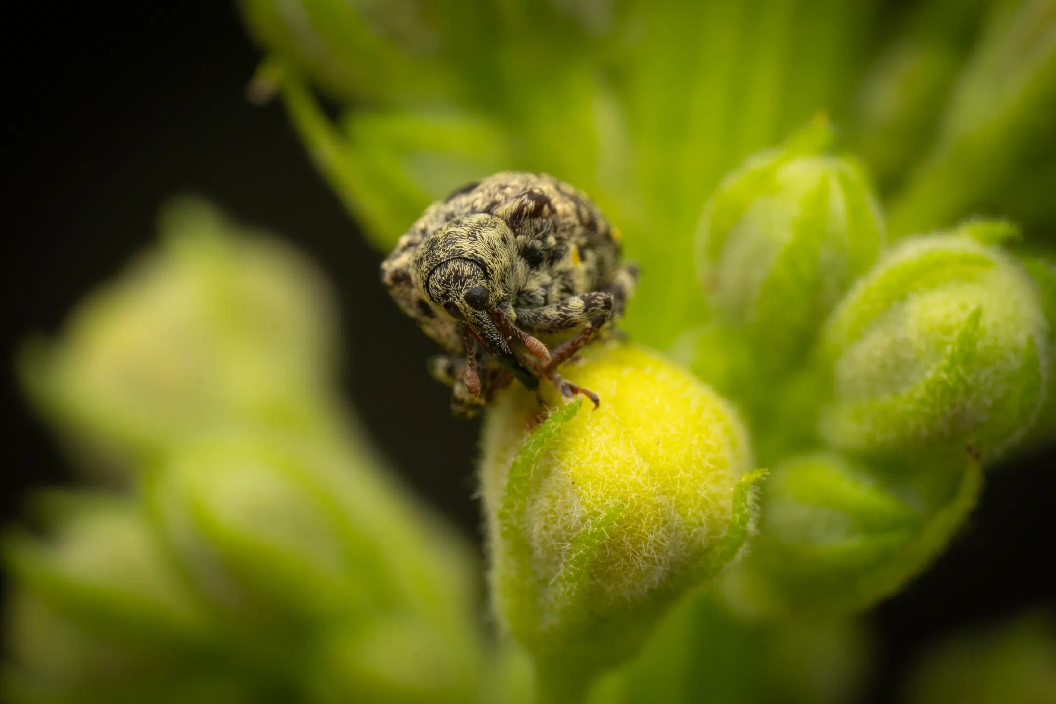 garden figwort weevil