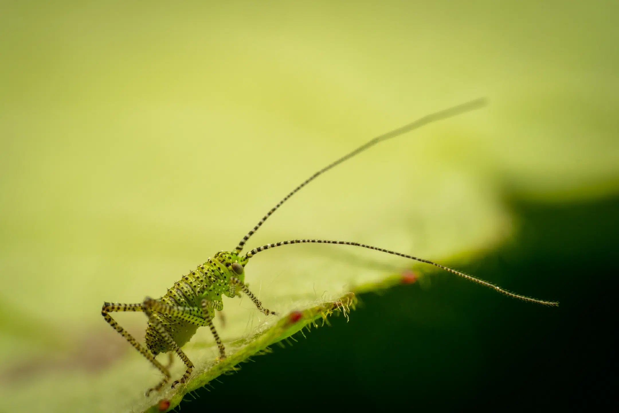 Speckled Bush-cricket
