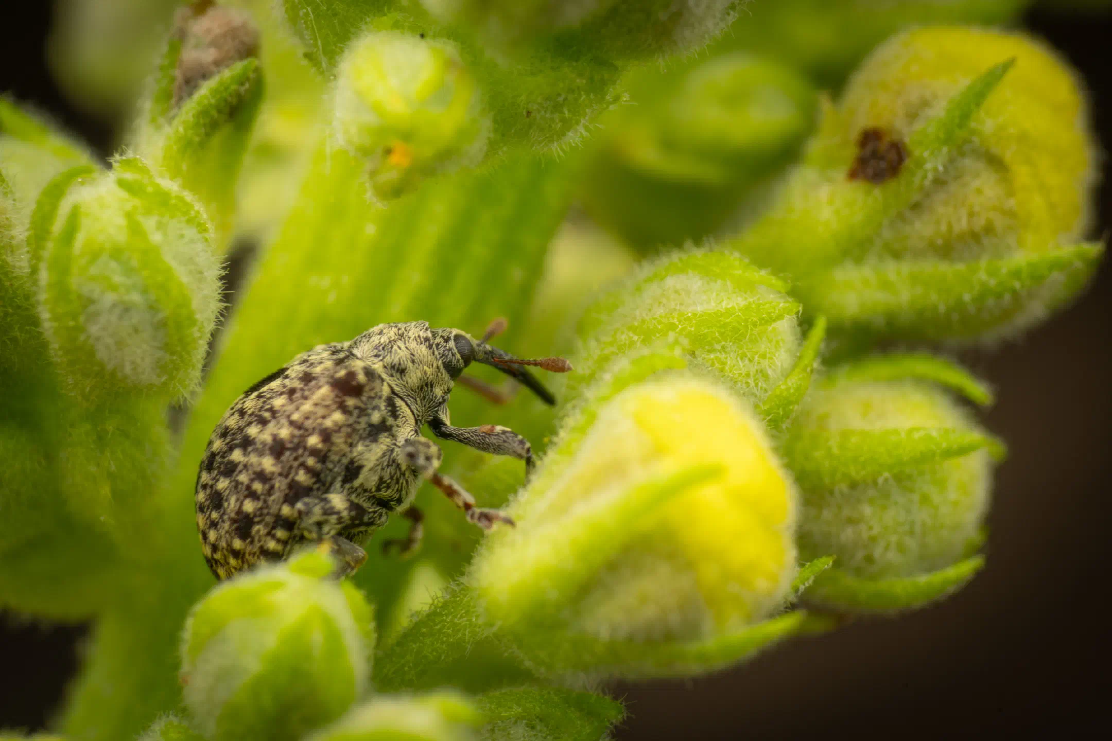 garden figwort weevil